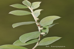 Indigofera linifolia var. campbellii